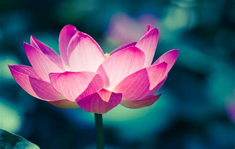 The Secret Meaning Of The Lotus Flower