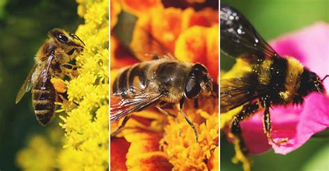 5 Most Common Breeds Of Honey Bees And Which Is Right For You