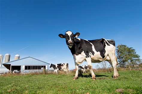 National Standard For The Production Of Milk From Grass Fed Cows
