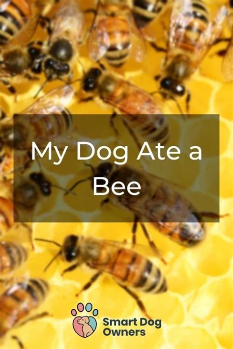 My Dog Ate A Bee Should I Be Worried 2023 Smart Dog Owners