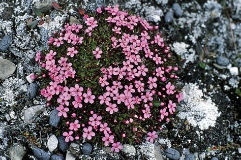Tundra Plants Antarctic Tundra Plants Biome Images Pinterest