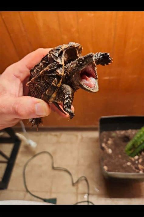 How To Determine Snapping Turtle Gender The Turtle Hub