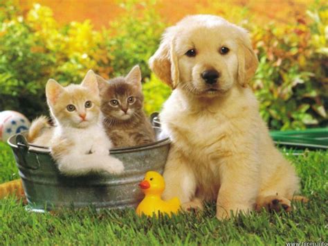 Lovely Babies Babies Pets And Animals Wallpaper 16771666 Fanpop