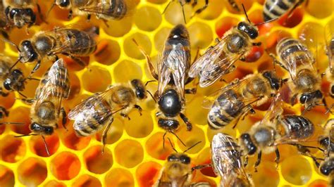 Queen Bees Do Women Hinder The Progress Of Other Women Bbc News