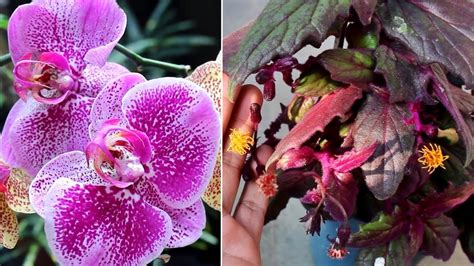7 Best Indoor Flowering Plants To Brighten Up Your Home Youtube