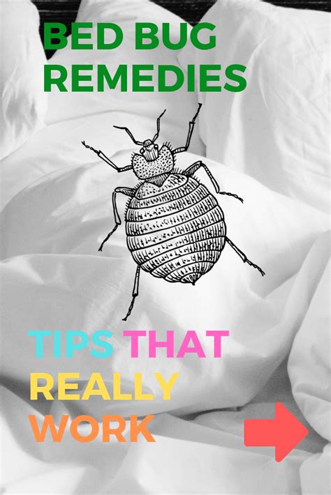 Plants That Repel Bed Bugs Plants Bj
