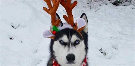 Husky Ruins Christmas Photos With Disapproving Look