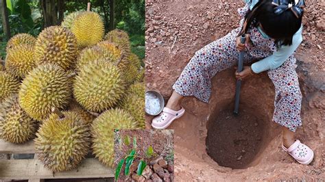 Sunset magazine has determined the average dates of this occurrence to assist gardeners when to plant frost tender plants, such as young fruit trees. How to plant durian tree to fast harvest - Take time 3 ...