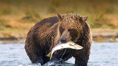 Understand Prior To Hunting Bears In Alaska Browngrizzly