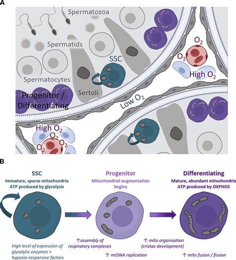 Metabolic Changes Accompanying Spermatogonial Stem Cell Differentiation