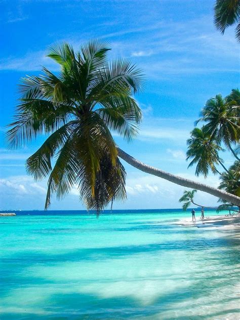 11 Best Palm Tree Beach Wallpaper Borders Images On