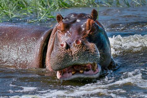 Terrifying Moment Couple Are Charged By Hippopotamus In Botswana Daily Mail Online
