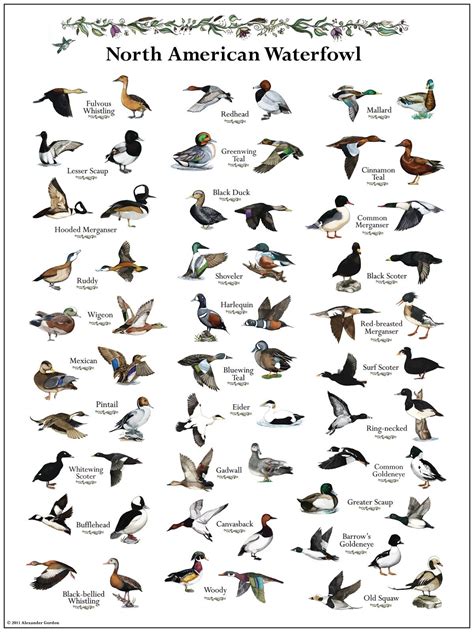 Texas Duck Identification Chart