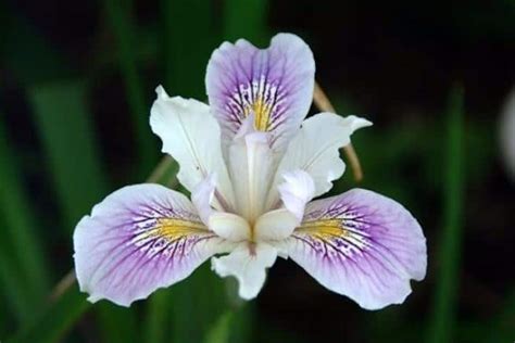 Significado Flor Iris 💐