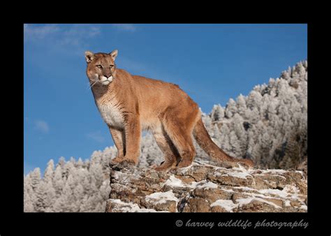 Cat On A Cliff Cougars North American Big Cats Harvey Wildlife