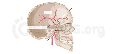 Anatomy Of The Cranial Meninges And Dural Venous Sinuses Osmosis