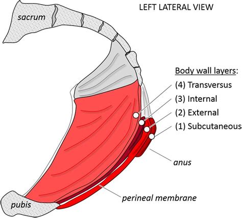 Anatomical Organization Of The Perineal Portion Of The Mammalian Trunk