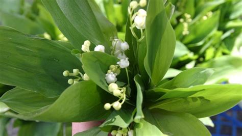 Comment Vendre Du Muguet Le 1er Mai Ladepeche Fr