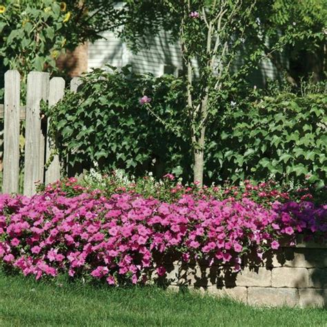 Wave® Lavender Spreading Petunia