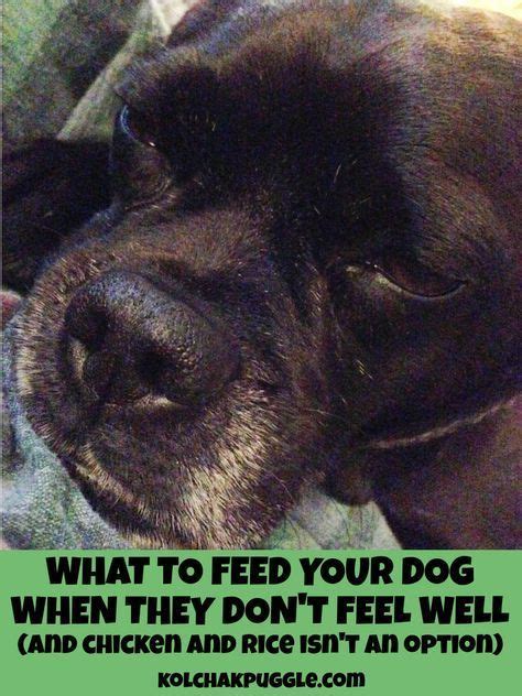 Like most meats, it provides great protein, and essential amino acids which are key for growing dogs as it helps to build strong muscles. What to Feed a Sick Dog When Chicken & Rice Isn't An ...