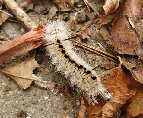 Hickory Tussock Moth Lophocampa Caryae Caterpillar Flickr