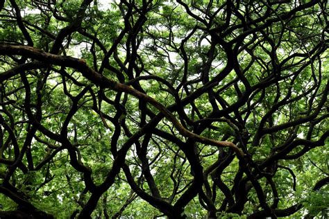 Tree Branches Free Photo Download Freeimages