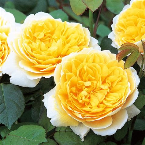 One Of The Most Beautiful Yellow Roses With Exquisite Cup Shaped