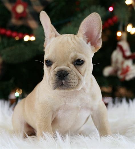 We strive to improve the breed and put a lot of thought into the pairing of our dogs. Adorable French Bulldog Puppies For Sale - Dogs & Puppies ...