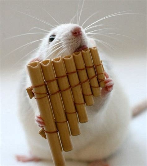 Ten Amazing Pictures Of Rats Playing Musical Instruments