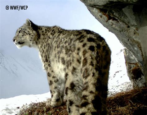 Countries Pledge To Strengthen Snow Leopard Conservation Wwf