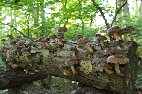 Shiitake Mushrooms Virginia Wildflowers