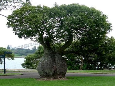 Toborochi Tree In North Carolina Royal Botanic Gardens