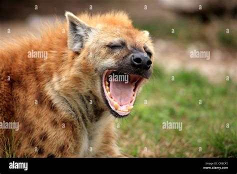 Spotted Hyena Or Laughing Hyena Crocuta Crocuta Adult Yawning