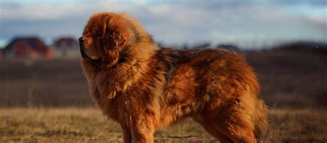 Tibetan Mastiff Puppies For Sale Greenfield Puppies