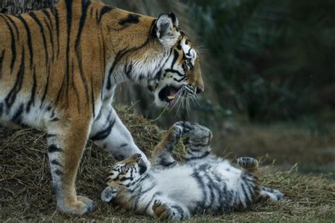 Rare Siberian Tiger Mom Seen Caring For Cubs In China Video