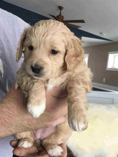 1,854 likes · 27 talking about this. Pawbe Puppies for Sale, Sell your Puppies, Cutest Dog Contest