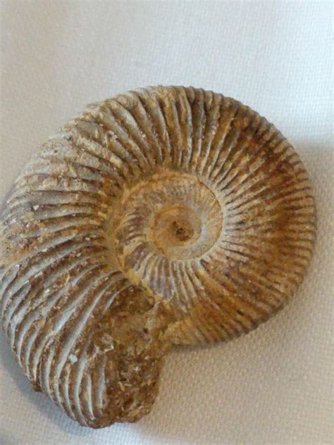 I Recently Bought This Ammonite Cast Fossil And I Noticed That It Has