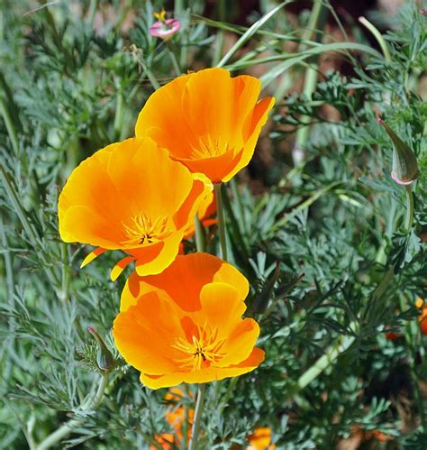 A funeral service led by rev. orange California poppies | California poppy, Orange ...