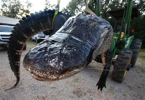 The american alligator is no longer a rare sight in lower alabama. Hunters kill 920-pound alligator in Alabama | For The Win
