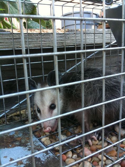 Opossum Removal | Anytime Wildlife Removal
