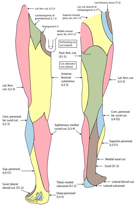 Femoral Nerve Dermatome Distribution Dermatomes Chart And Map