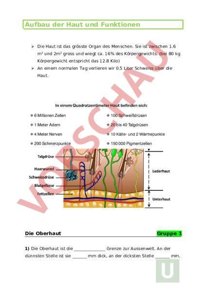 Arbeitsblatt Aufbau Und Funktion Der Haut Biologie Anatomie