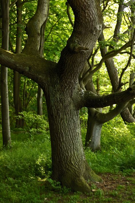 Free Images Nature Grass Branch Wood Sunlight Leaf Flower