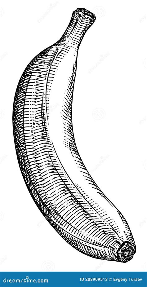 Engrave Isolated Banana Hand Drawn Graphic Illustration Stock