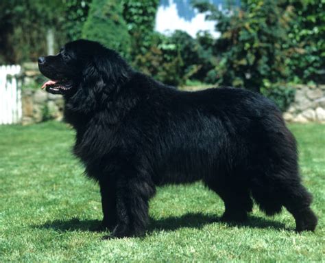 Pictures Of Newfoundlands Stock Photos Pictures And Royalty Free Images