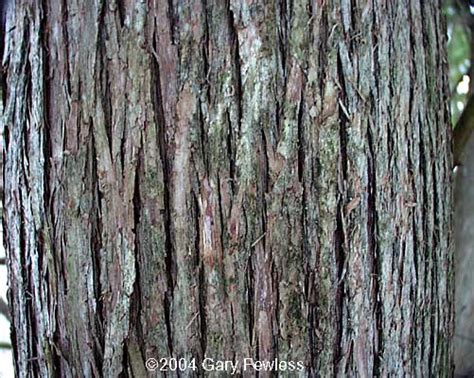 Trees Of Wisconsin Thuja Occidentalis White Cedar