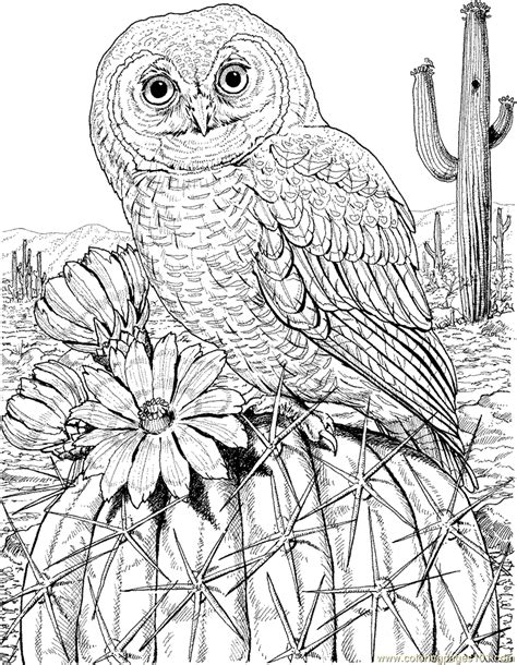Mexican Spotted Owl On Cactus Coloring Page For Kids