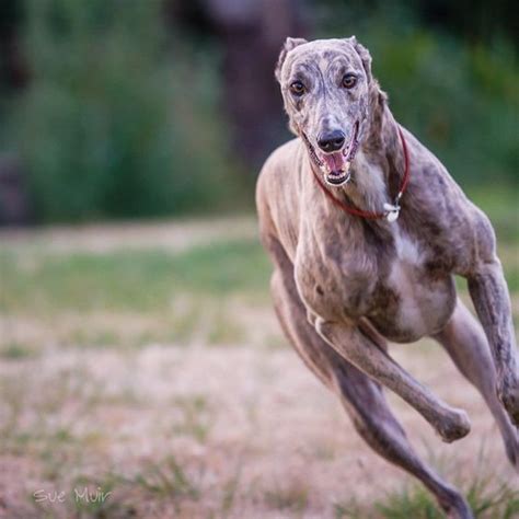 greyhound dog breed healthpictures   information pets planet