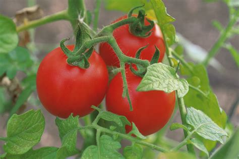 How to care tomatoes plants. How Long After You Get Flowers on Tomato Plants Until the ...