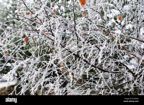 Tree Branches Covered With Fluffy Hoarfrost Stock Photo Alamy